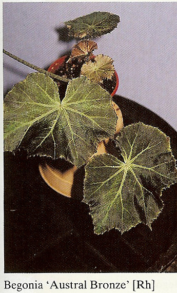 B. ‘Austral Bronze’